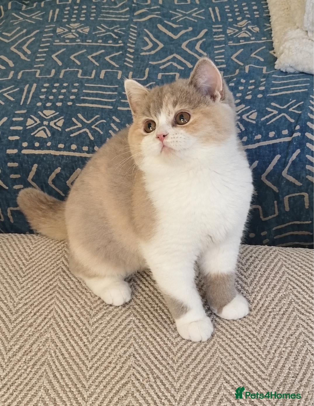 British Shorthair cats for sale: Lilac Tortie & White Female Kitten - Advert 2