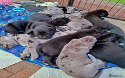 Mixed Breed dogs for sale: HARLEQUINN CANE CORSO X AMERICAN BULLDOGGE - Image 16