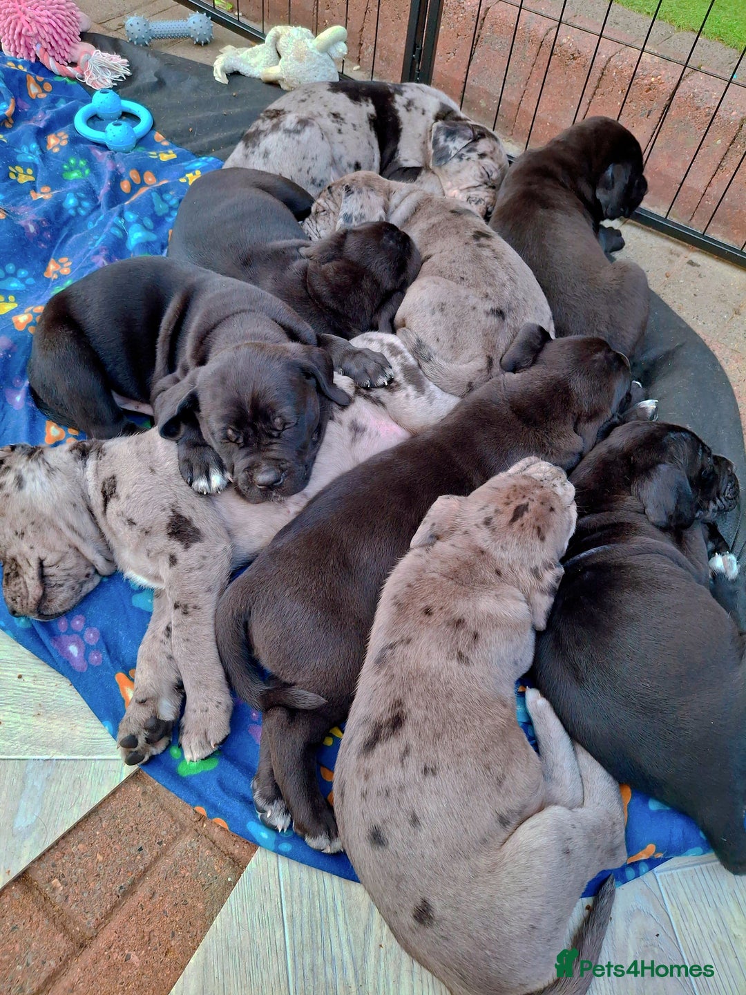 Mixed Breed dogs for sale: HARLEQUINN CANE CORSO X AMERICAN BULLDOGGE - Image 16