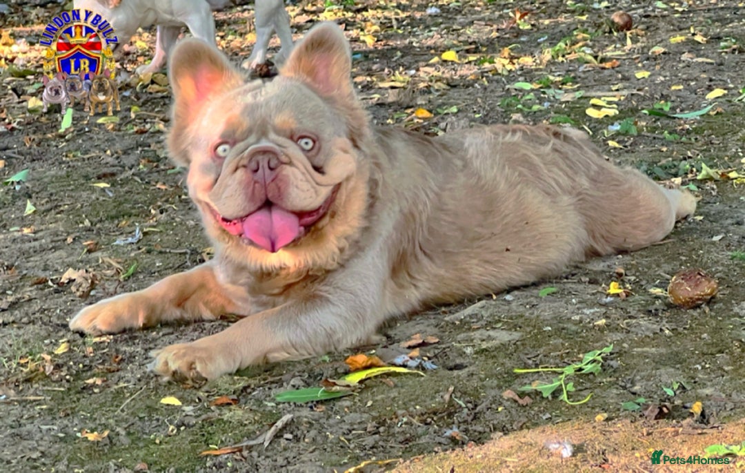 French Bulldog dogs for sale: QUALITY FLUFFY FRENCH BULLDOG PUPPIES - Image 12