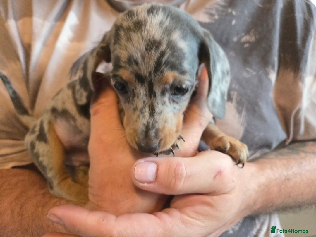 Miniature Dachshund dogs for sale: REDUCED !! Miniature dachshund puppies kc reg   - Image 30