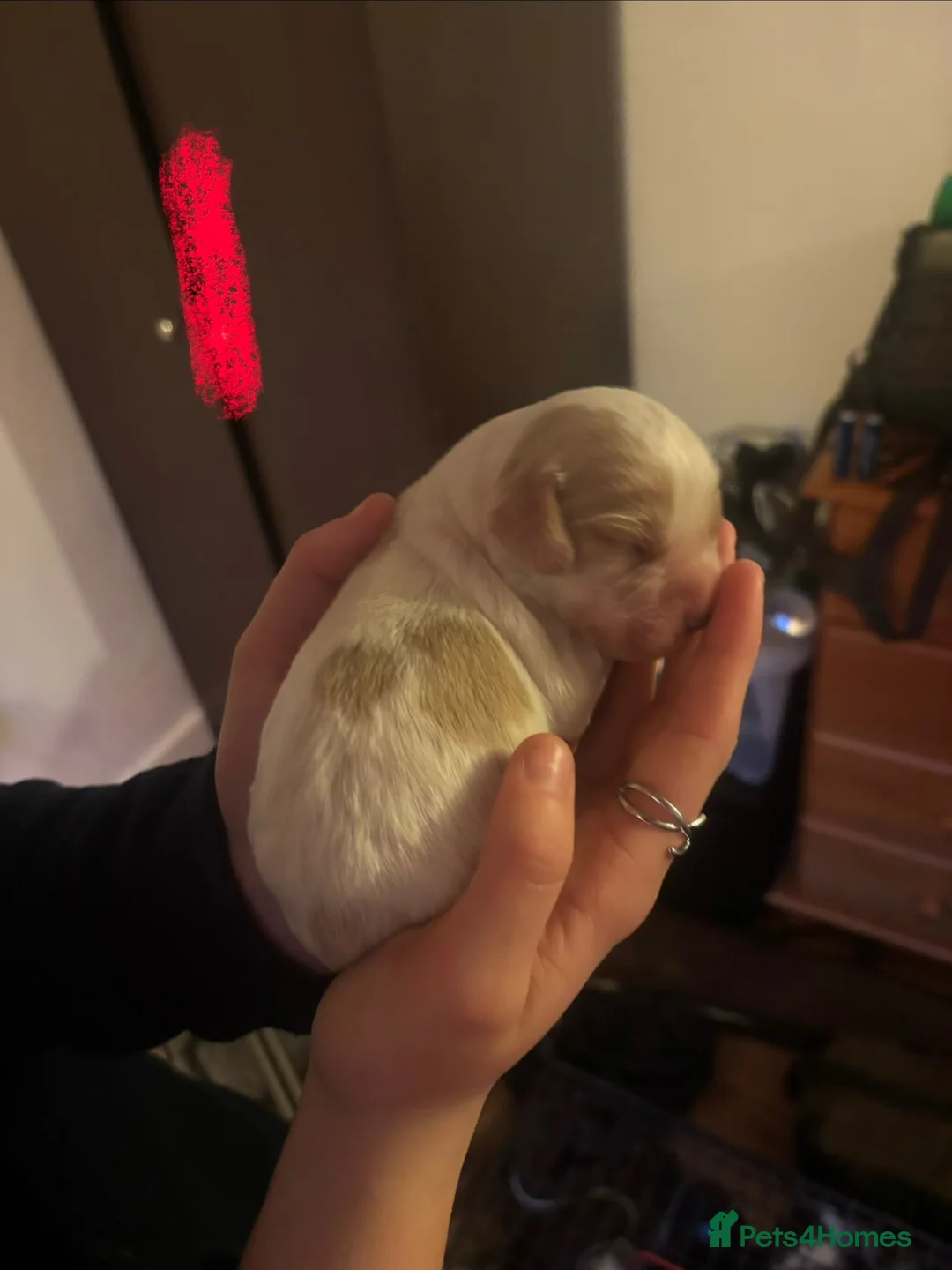 Cocker Spaniel dogs for sale: Cocker spaniel puppies due  - Advert 1