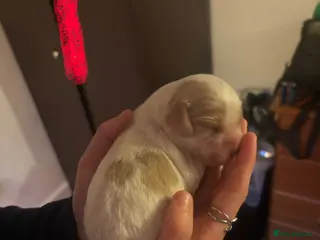 Cocker Spaniel dogs Cocker spaniel puppies due - Advert 7