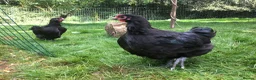 Chickens poultry for sale: Bantam Orpington cockerels - buff or black - Advert 4