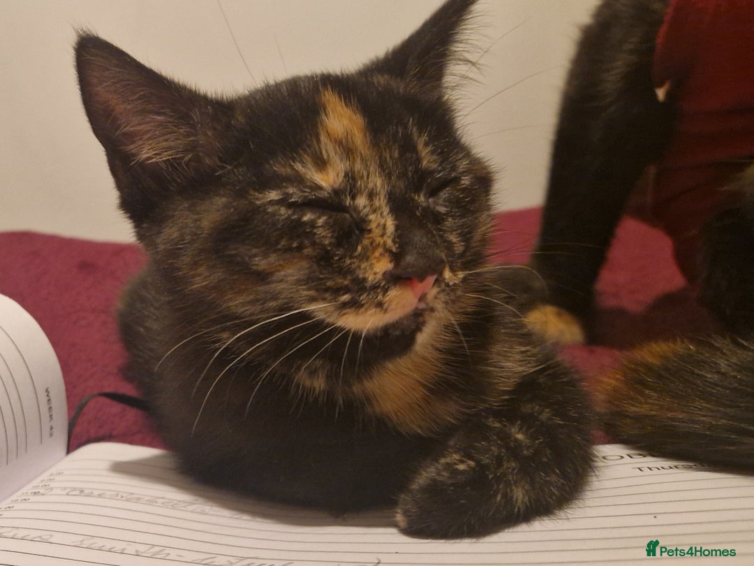 Brazilian Shorthair cats for sale: Tortoiseshell kittens female 2 available  - Image 4