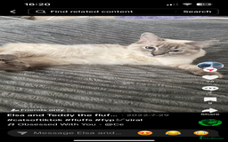 Ragdoll cats for sale: Ragdoll kittens  - Image 14