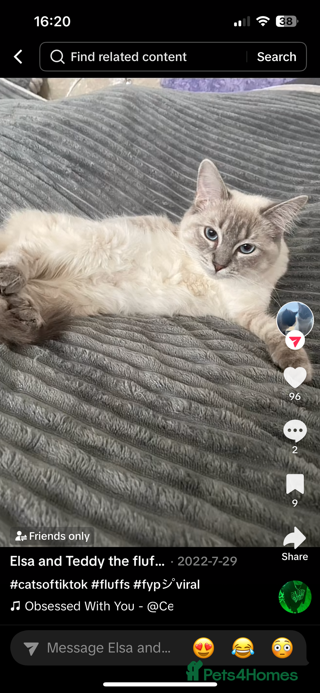 Ragdoll cats for sale: Ragdoll kittens  - Image 14