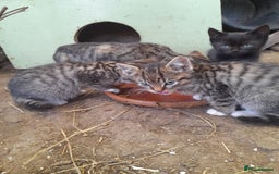 Aegean cats for sale: Agean x Kittens for sale - Image 2