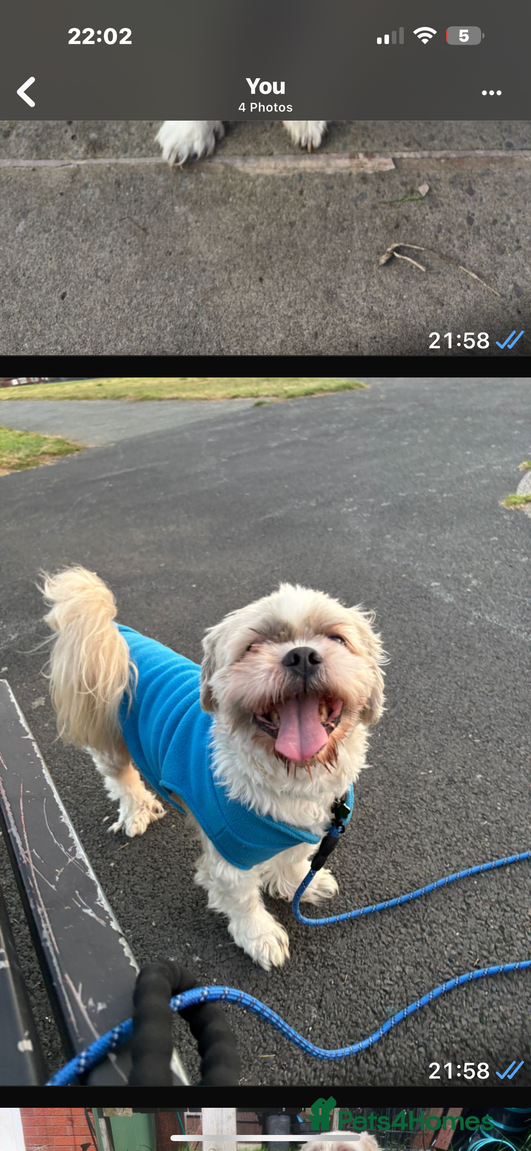 Shih Tzu dogs for stud: STUD ONLY  - Advert 2