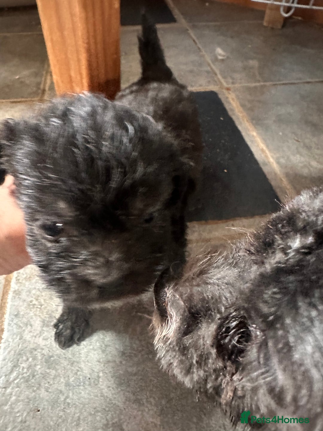Mixed Breed dogs for sale: 6 fluffy frenchie cross puppies - Image 7