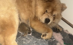 Chow Chow dogs for sale: Show Quality Chows  - Image 17