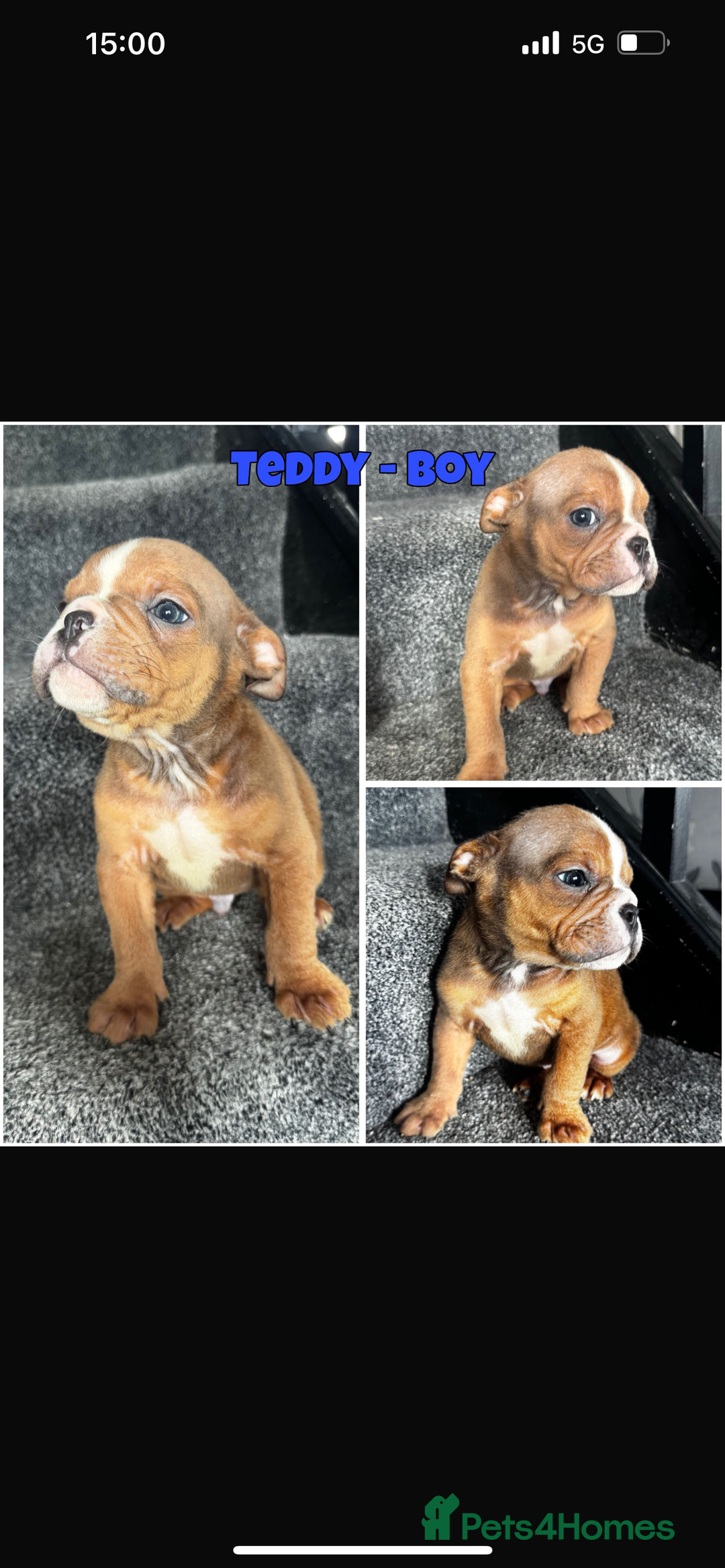Olde English Bulldogge dogs for sale: Ready to leave Beautiful old English bulldog pups  - Image 13
