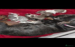 Miniature Dachshund dogs for sale: Miniature dachshund puppies KC Reg - Image 19