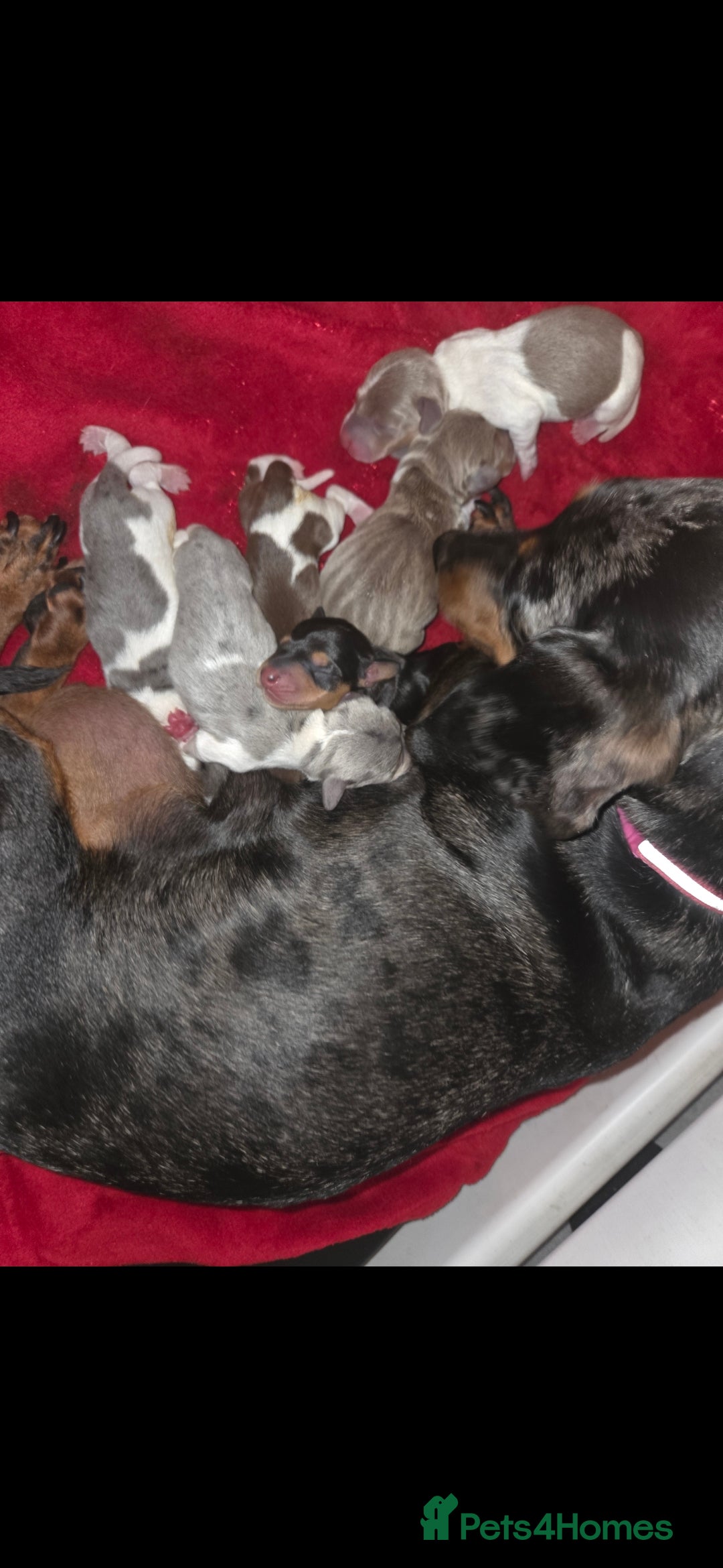 Miniature Dachshund dogs for sale: Miniature dachshund puppies KC Reg - Image 19