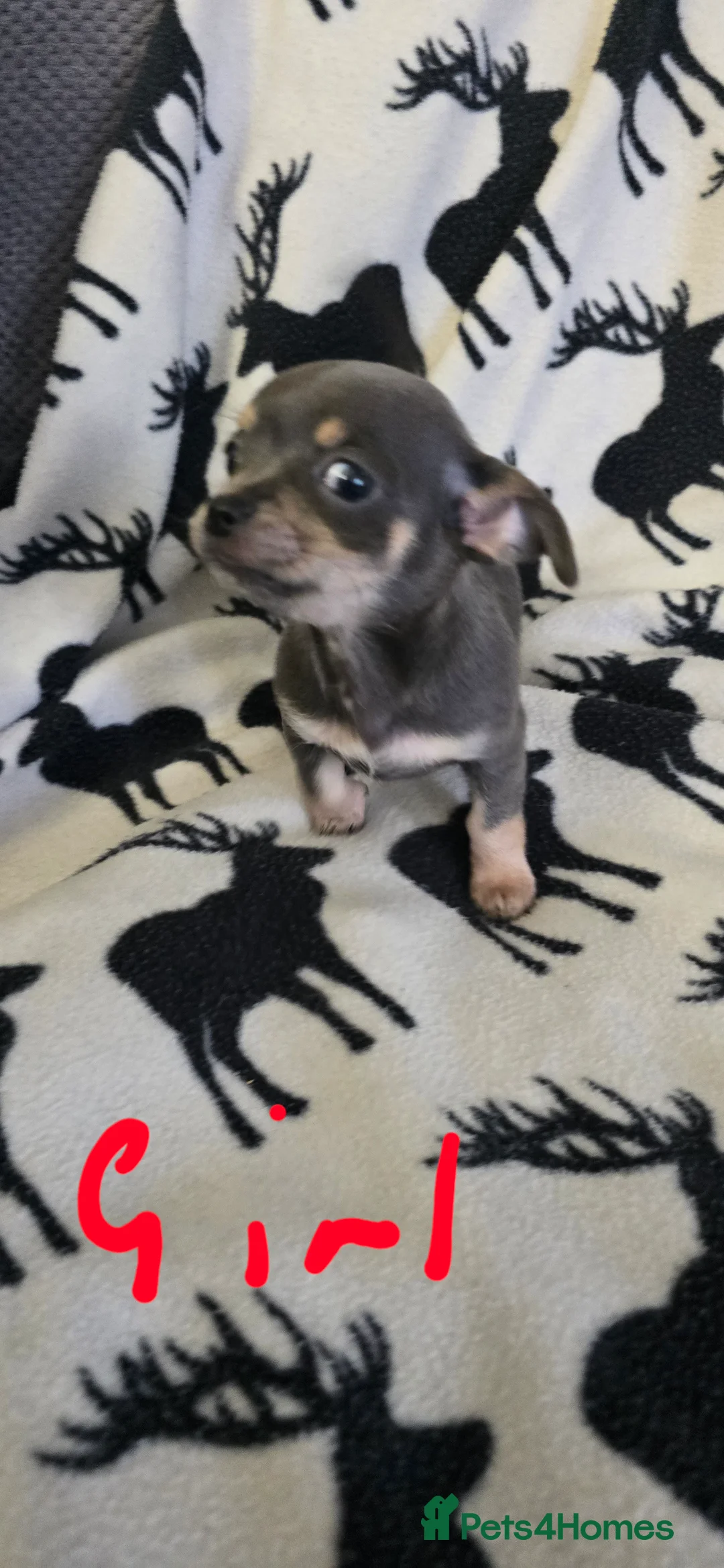 Chihuahua dogs for sale: Beautiful Chihuahua puppies  in Blackwood - Advert 14