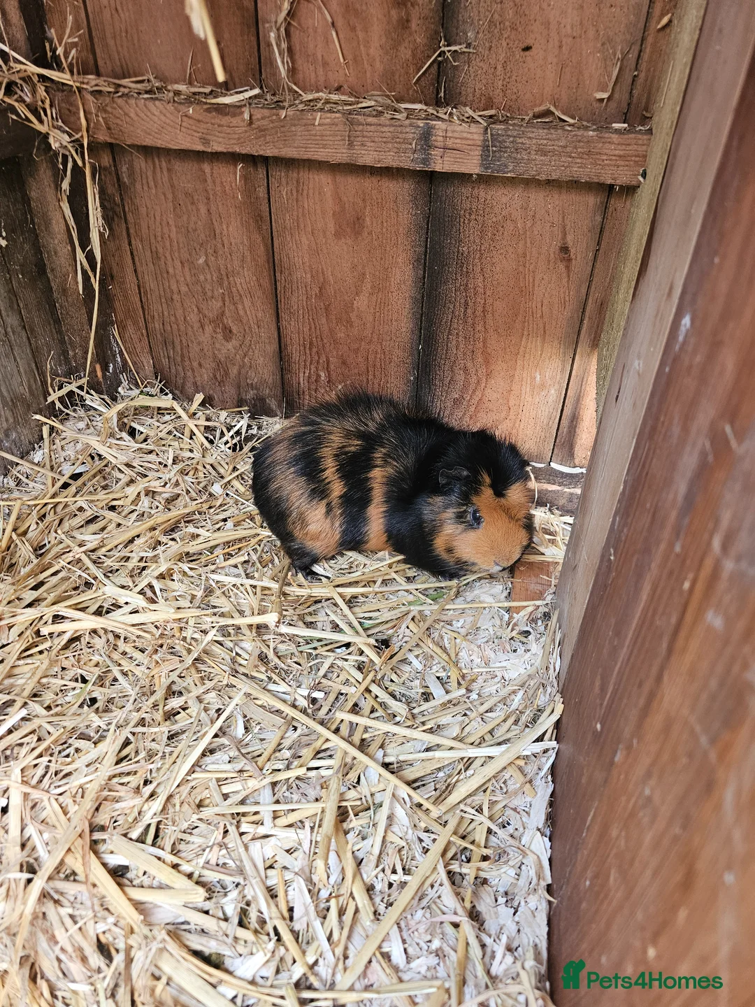 Guinea Pig rodents for sale: Guinea pigs need a good home  - Advert 1