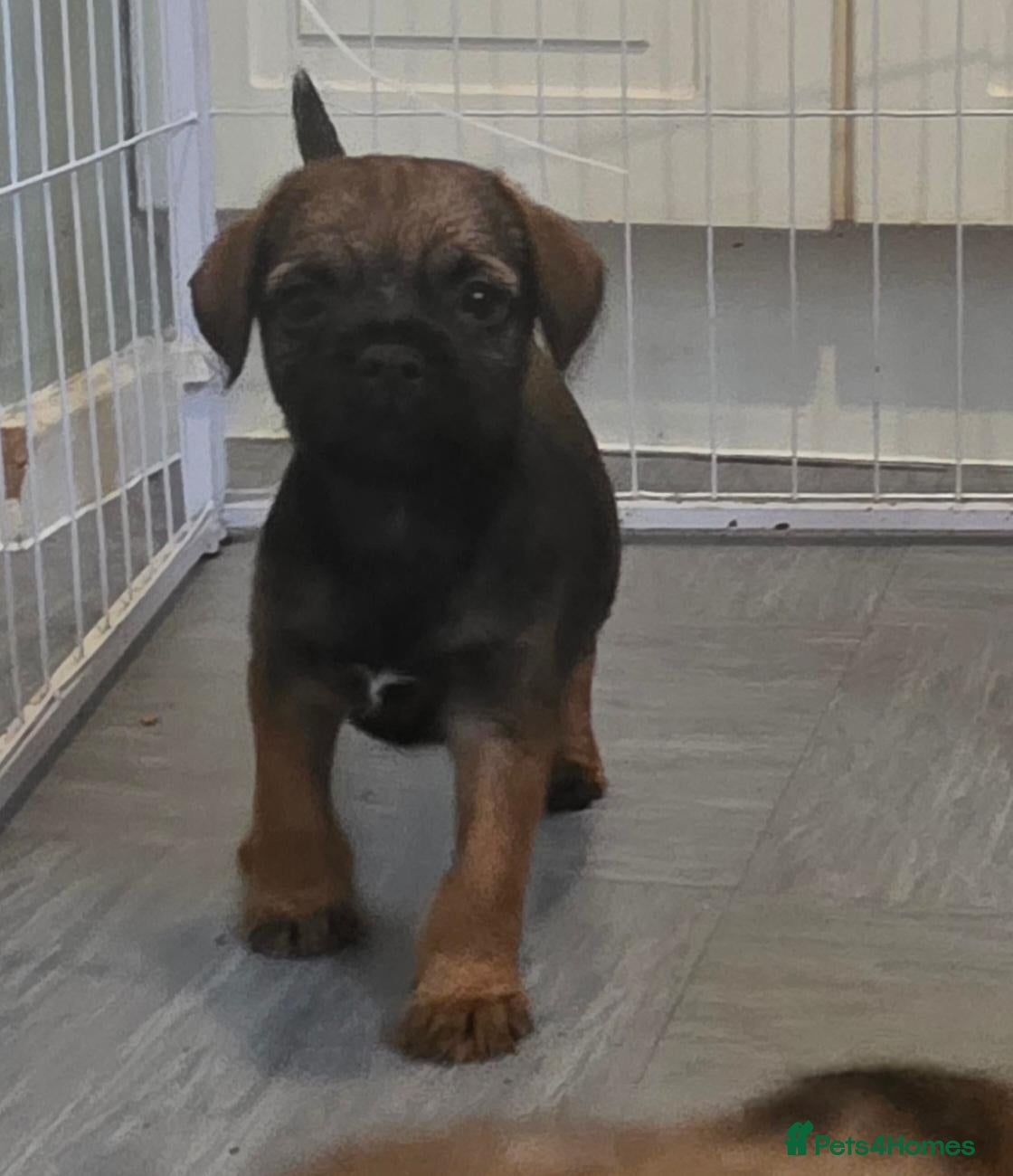 Border Terrier dogs Border terrier pups - Advert 1