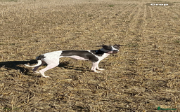 Italian Greyhound dogs for sale: Italian greyhound puppies - Image 26