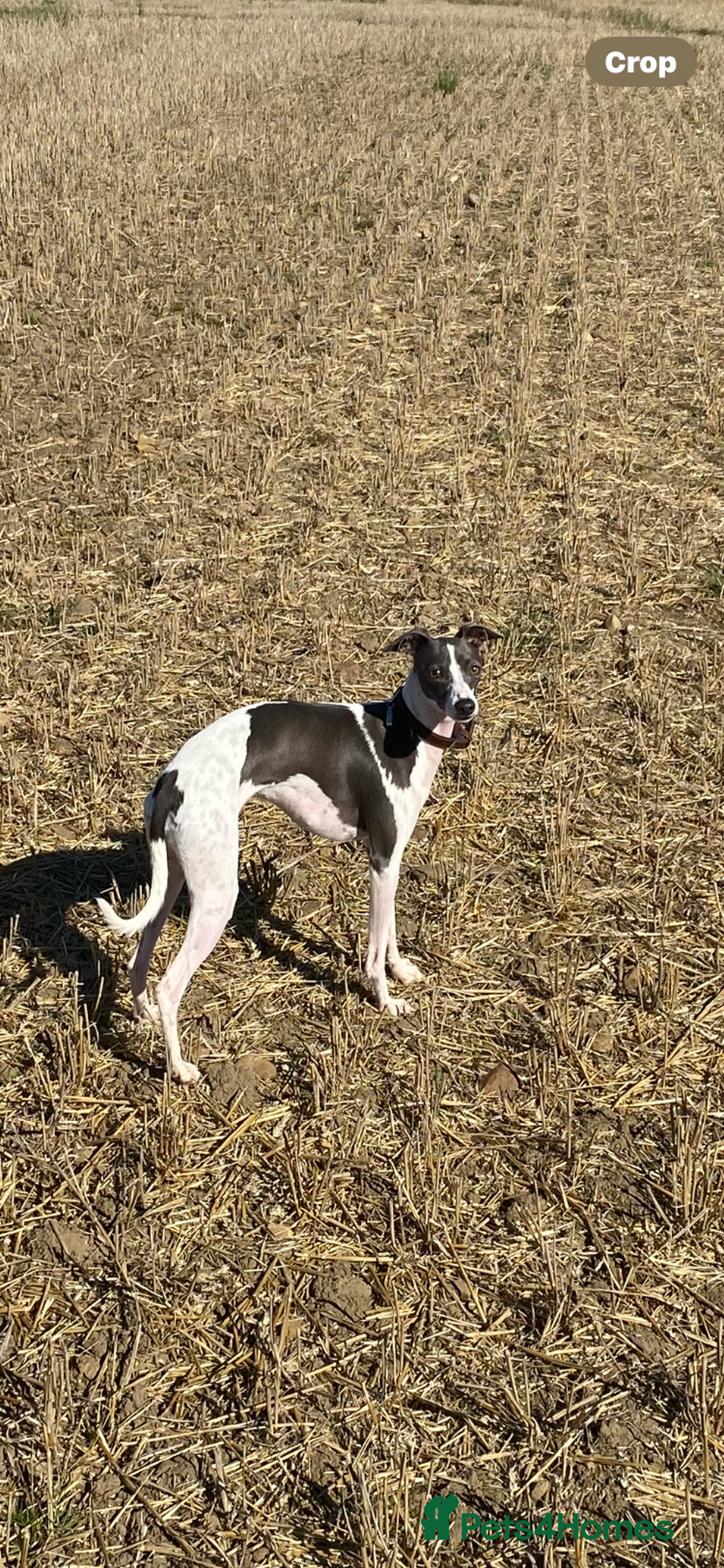 Italian Greyhound dogs for sale: Italian greyhound puppies - Image 26