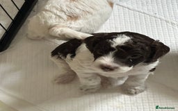 Cockapoo dogs for sale: 7 beautiful cockatoo puppies  - Image 13