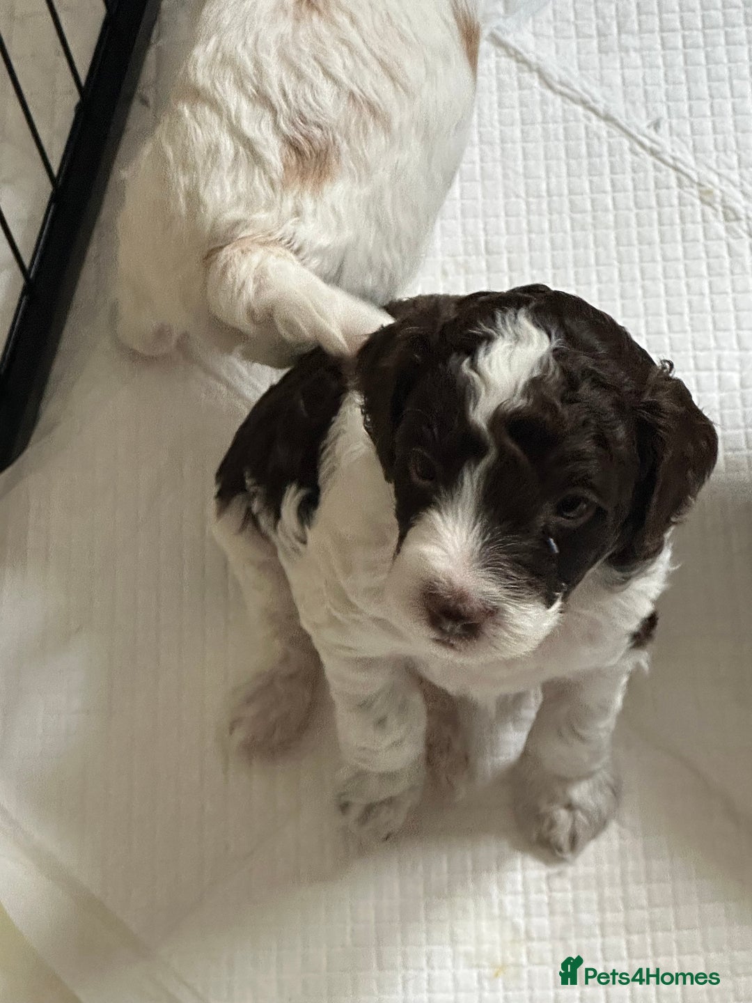 Cockapoo dogs for sale: 7 beautiful cockatoo puppies  - Image 13