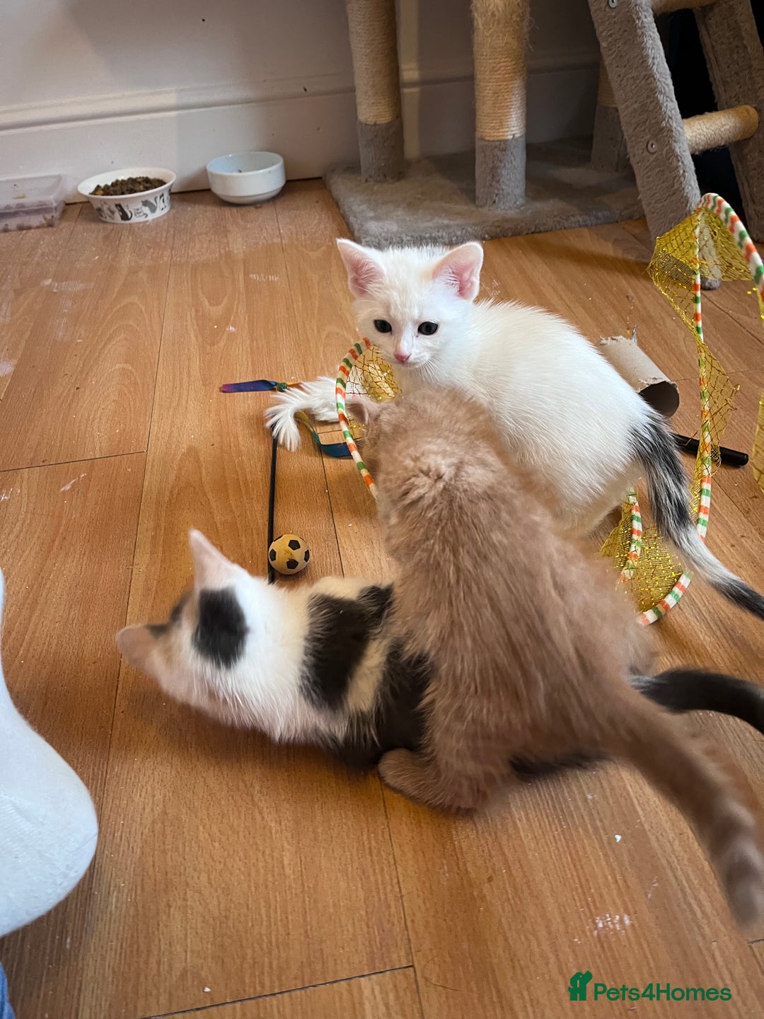 Mixed Breed cats for sale: Beautiful friendly kittens  - Advert 4