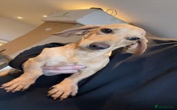 Dachshund dogs for sale: 2 beautiful male dachshund adult dogs for sale  - Image 6