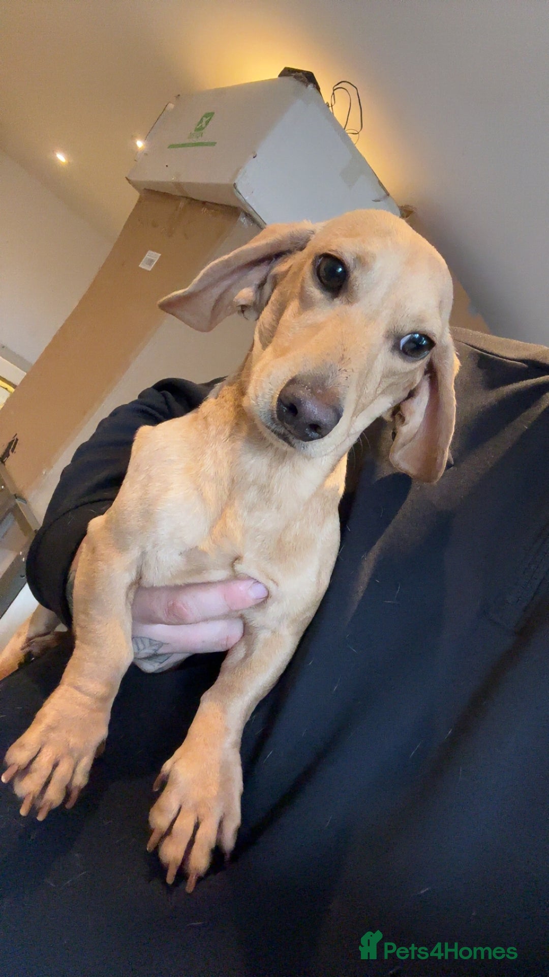 Dachshund dogs for sale: 2 beautiful male dachshund adult dogs for sale  - Image 6