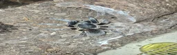 Tarantulas invertebrates for sale: List of Mix breed Tarantulas and a Boa  - Advert 4