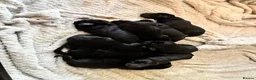 Labrador Retriever dogs for sale: Beautiful KC Black Labrador Puppies  - Advert 15