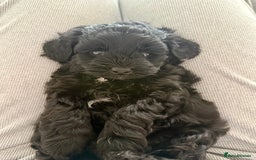 Yorkiepoo dogs for sale: Toy Yorkiepoo F1b - Image 2