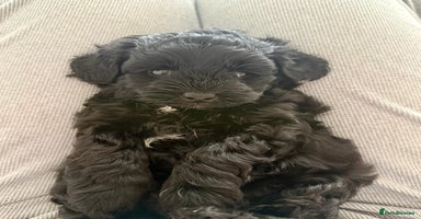 Yorkiepoo dogs - Advert 6