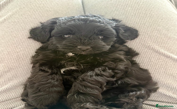 Yorkiepoo dogs - Advert 1