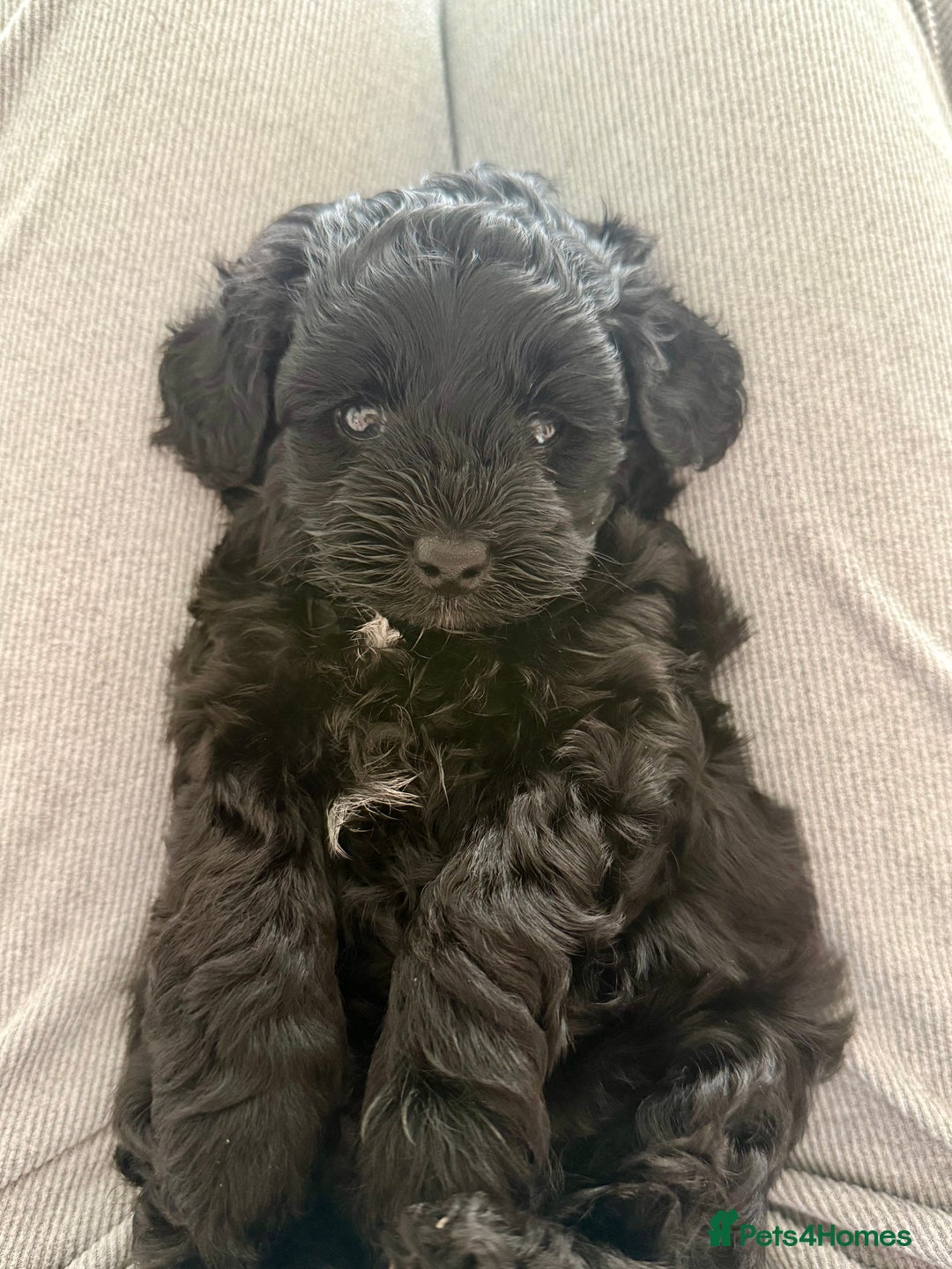 Yorkiepoo dogs for sale: Toy Yorkiepoo F1b - Image 2