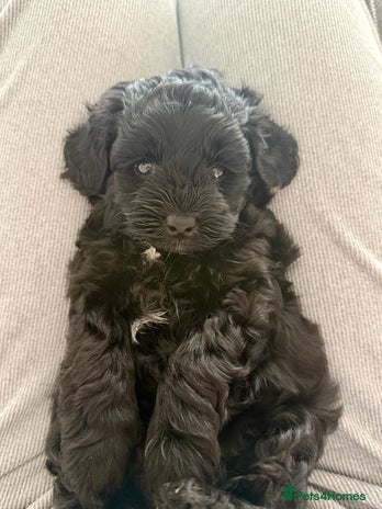 Yorkiepoo dogs - Advert 9