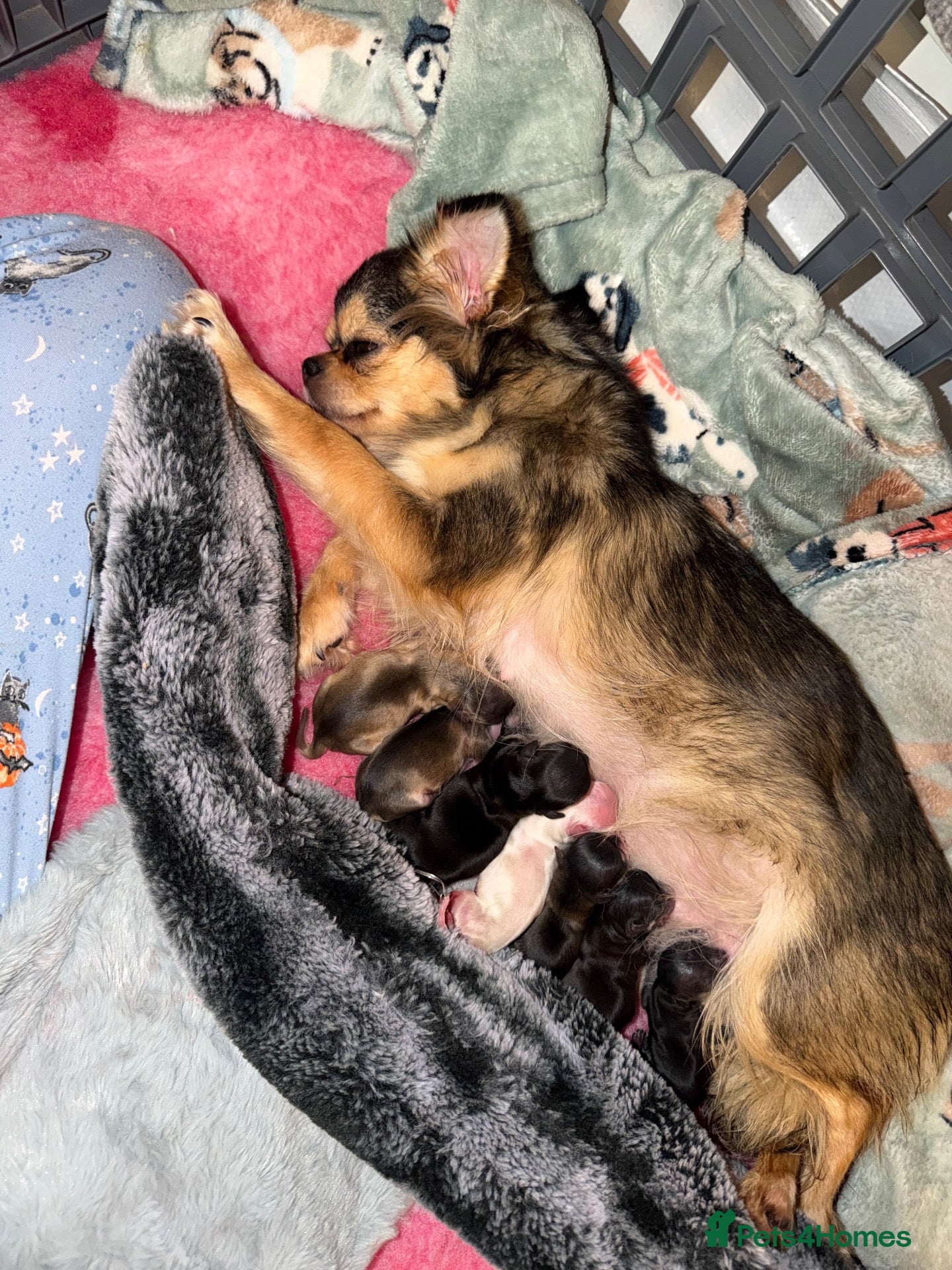 Chihuahua dogs ✨ EXQUISITE HUSKY MARKED LONG COAT CHIHUAHUAS ✨ - Advert 1