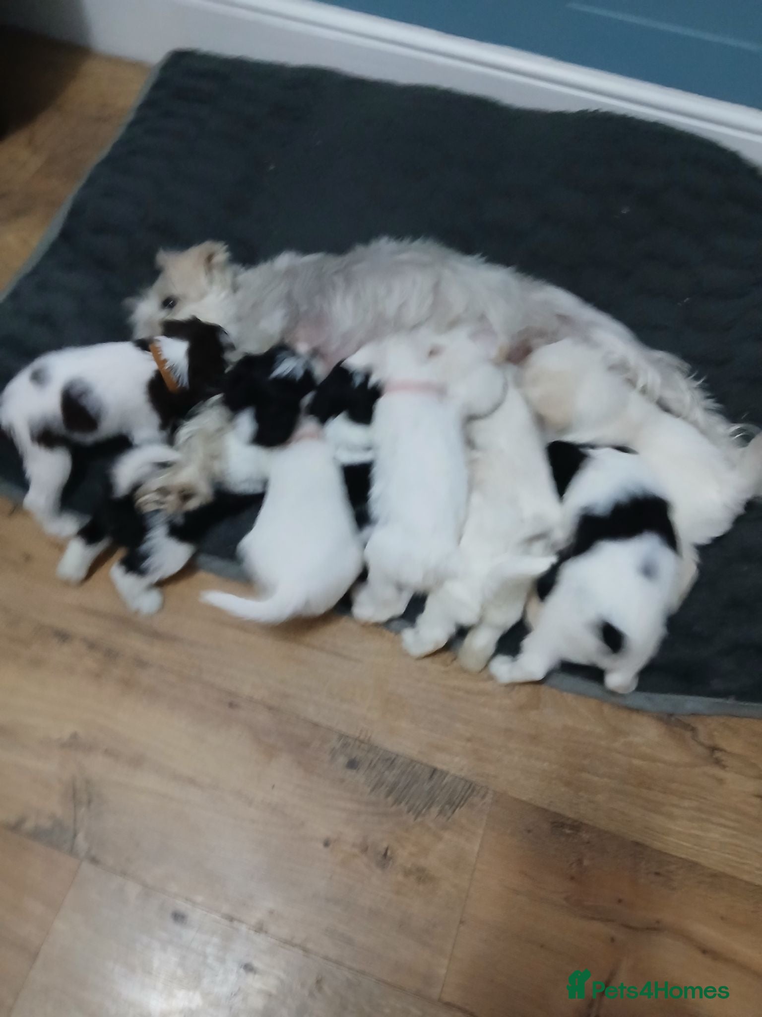 Miniature Schnauzer dogs Gorgeous kc registered miniature schnauzer puppies - Advert 2