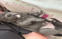 Staffordshire Bull Terrier dogs for sale: Blue boy staffy baby - Image 1