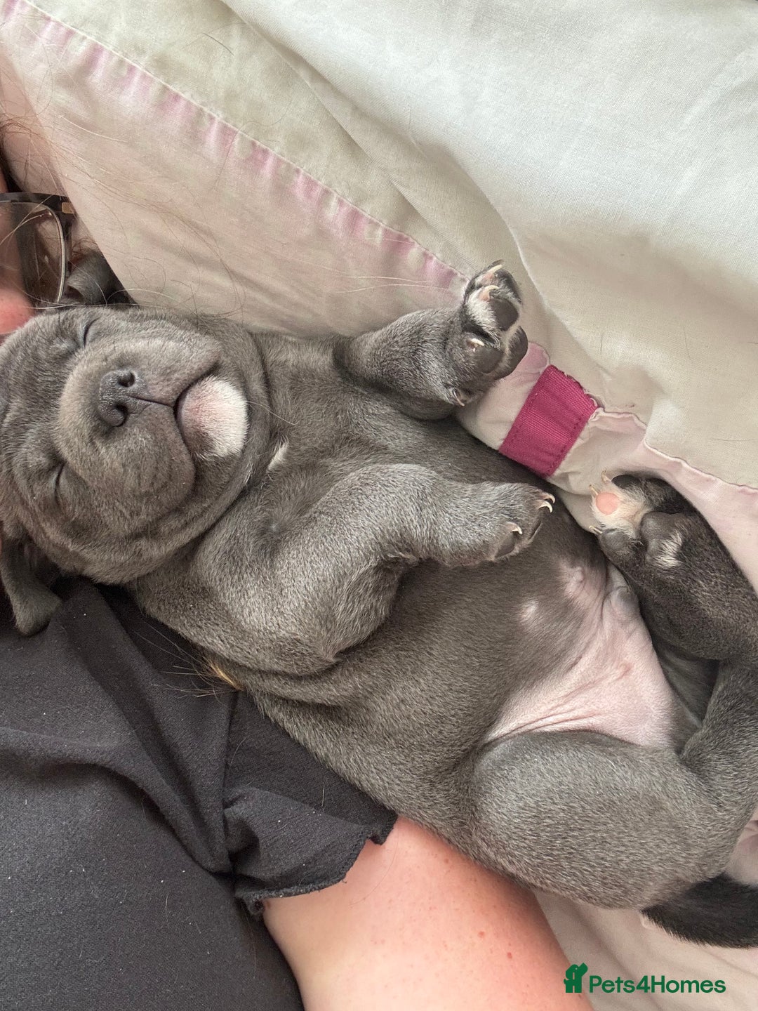 Staffordshire Bull Terrier dogs for sale: Blue boy staffy baby - Image 1