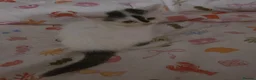 Mixed Breed cats for sale: Adorable Fluffy kittens  - Advert 4