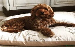 Mixed Breed dogs for sale: Mixed breed puppy - last one - Image 9
