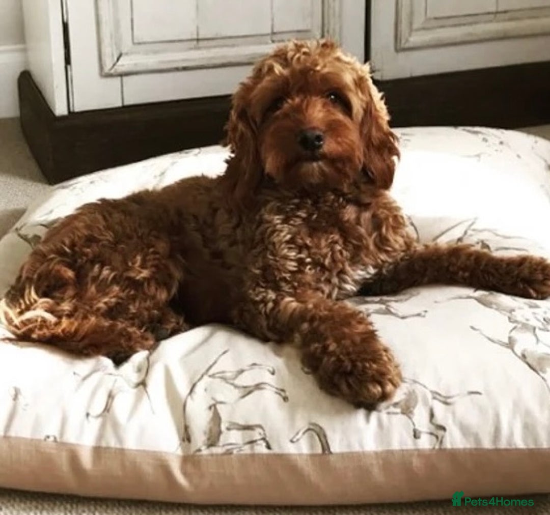 Mixed Breed dogs for sale: Mixed breed puppy - last one - Image 9