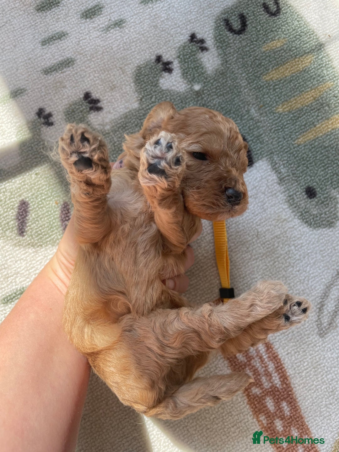 Cockapoo dogs for sale: Toy cockapoos f2b 5 gorgeous teddy bears - Image 7