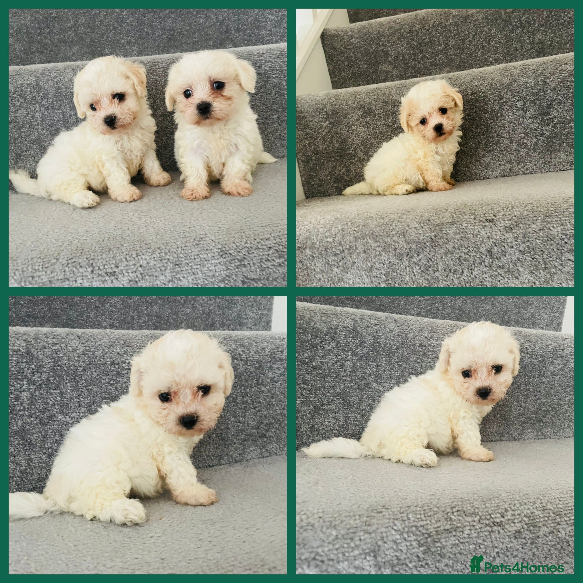 Maltipoo dogs Korean Maltipoo F1b puppies  - Advert 1