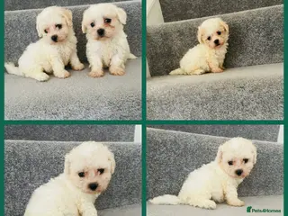 Maltipoo dogs Korean Maltipoo F1b puppies - Advert 4