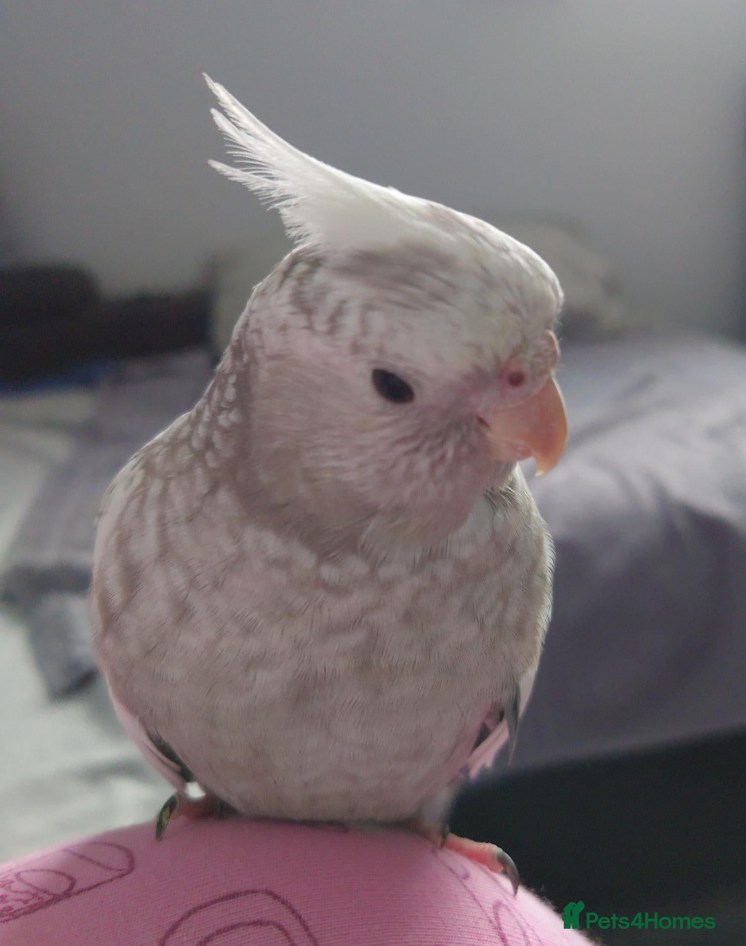 Cockatiels birds for sale: Hand reared silly tame DNA sexed baby cockatiels  - Advert 1
