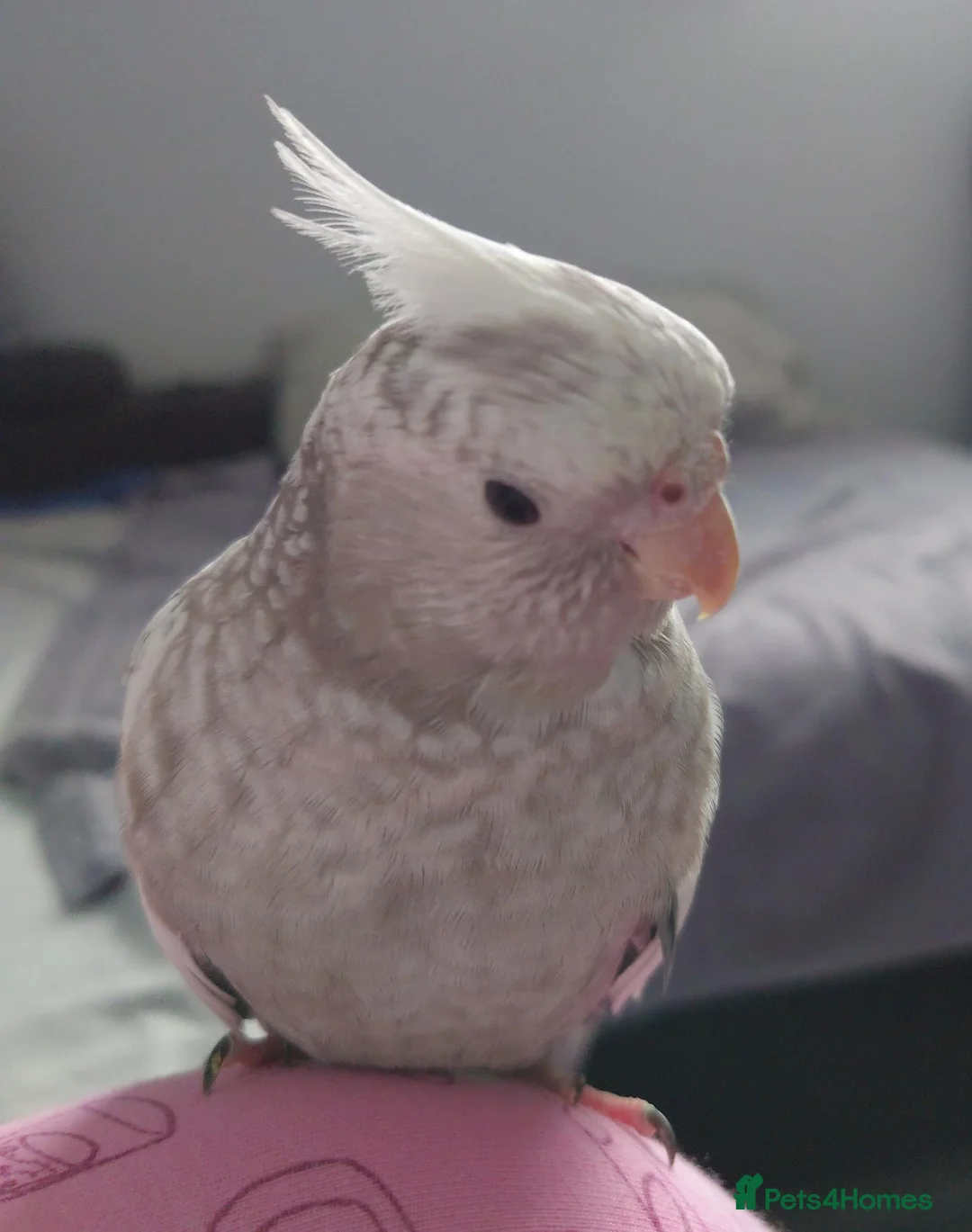 Cockatiels birds for sale: Hand reared silly tame DNA sexed baby cockatiels  - Advert 1