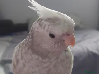 Cockatiels birds Hand reared silly tame DNA sexed baby cockatiels - Advert 1