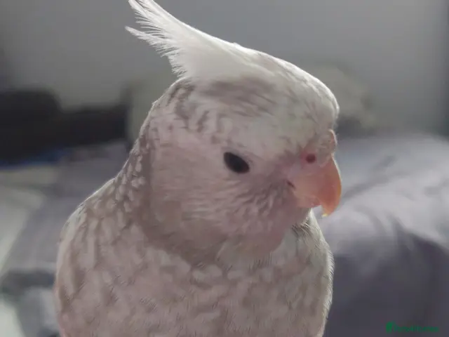 Cockatiels birds Hand reared silly tame DNA sexed baby cockatiels - Advert 1