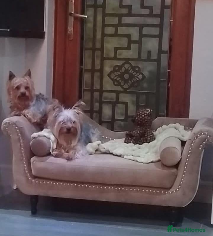 Yorkshire Terrier dogs Gorgeous Yorkshire terrier Puppies  - Advert 1
